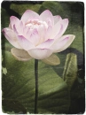 Beautiful Lotus