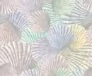seashell wallpaper
