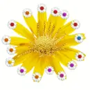 Little round daissis
