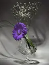 Flower in water