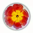 Flower in bubble