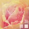 Rose of Beauty