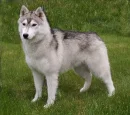 Husky