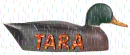 Tara duck