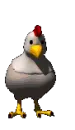 chicken pecking