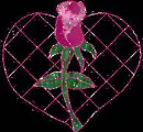 pink rose on black