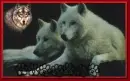 Two Wolf