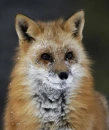 red fox