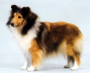 Collie