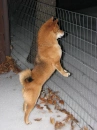 Shiba inu