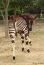 Okapi