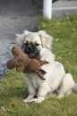Tibbetansk spaniel