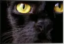 Black Magical cat