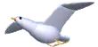seagull