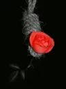 rose in a rope