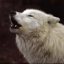 Wolf howl
