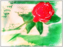 rose