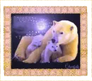 Night Familly Bear