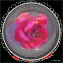 Rose in Bubble glas
