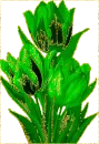 Green Tulip
