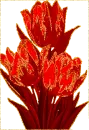 Red Tulip