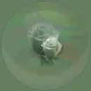 Rose in bubble