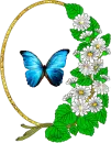 Batterfly in frame 