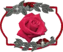 Black red Rose