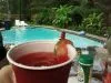 Summer drink