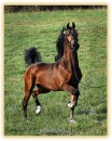 Arabian horse