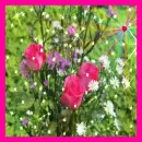 Background - Pink Rose Sparkle with Heart