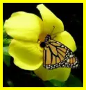 Background - Yellow Flower with Butterfly