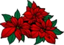 Background - Red Christmas Flowers