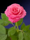 Background - Pink Rose