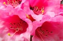 Background, Pink Flowers