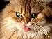 LOL cat:)!