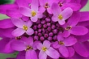 Background - Purple Flower