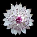Background - White Sparkle Flower
