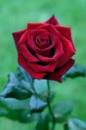Background - Red Rose