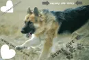 dog :)