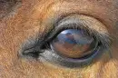 Horse eye