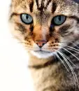 Cat face