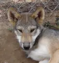 wolf
