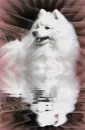 Japanese spissdog