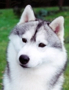 Husky dog