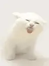 licking kitten