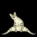 Disco cat