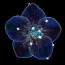 Background - Blue Sparkle Flower