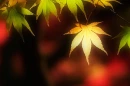Background - Autumn Leaves