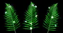 Background - Green Sparkle Ferns